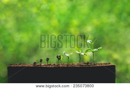 Coffee Seed Tree Sapling In Nature Green