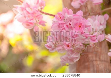 Fresh And Sweet Pinky Orientalflowers, Mexican Creeper With Scienc Name : Polygonaceae, Antigonon Le