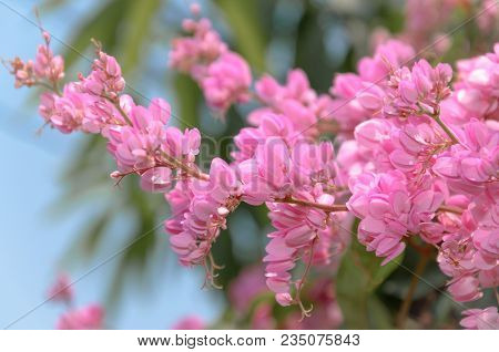 Fresh And Sweet Pinky Orientalflowers, Mexican Creeper With Scienc Name : Polygonaceae, Antigonon Le