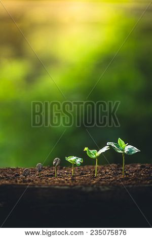 Coffee Seed Tree Sapling In Nature Light
