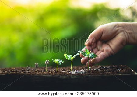 Coffee Seed Tree Sapling In Nature Light