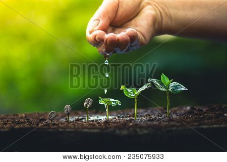 Coffee Seed Tree Sapling In Nature Light