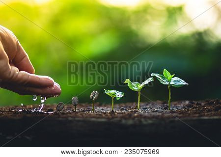 Coffee Seed Tree Sapling In Nature Light