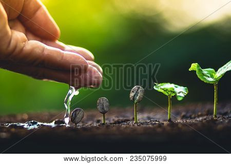 Coffee Seed Tree Sapling In Nature Light