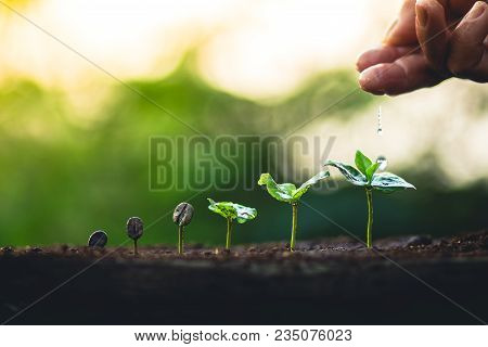 Coffee Seed Tree Sapling In Nature Light