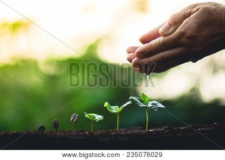 Coffee Seed Tree Sapling In Nature Light