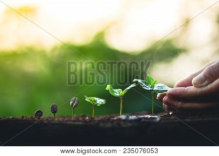 Coffee Seed Tree Sapling In Nature Light