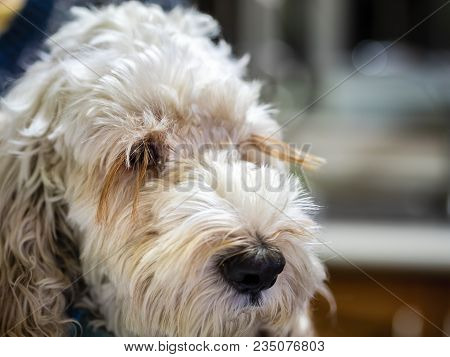 Portrait Of A Fluffy Spoodle Or Cockapoo Dog In Closeup View. The Popular Breed Is A Mix Between Coc