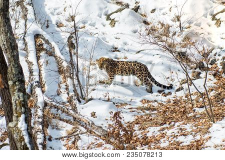 Seaside Leopard, Aggressive Animal Walks On Snowy Ground, Big Beautiful Striped Leopard. Winter