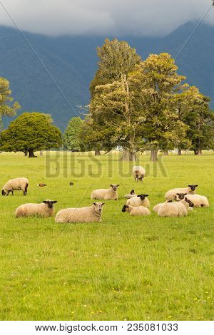 Farm Sheep Over Greel Glass Field With Mountain Background
