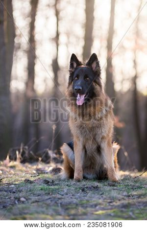 Portrait Of German Shepherd Dog In Spring Morning Sunrie