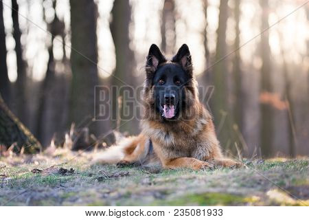 Portrait Of German Shepherd Dog In Spring Morning Sunrie