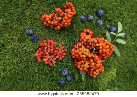Still Life Of Blue Plums And Orange Rowan Berries
