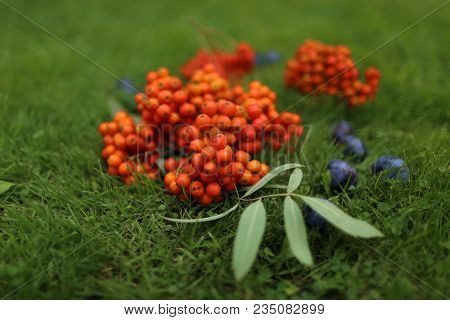 Still Life Of Blue Plums And Orange Rowan Berries
