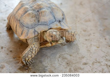 African Spurred Tortoise (centrochelys Sulcata), Also Known As The Sulcata Tortoise.