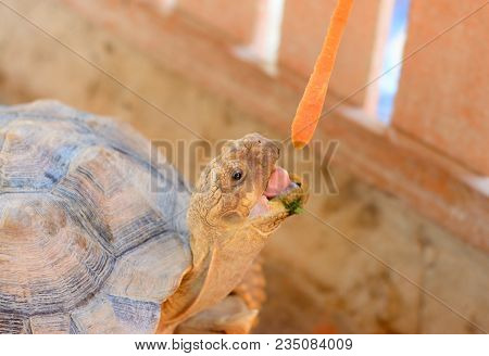 African Spurred Tortoise (centrochelys Sulcata), Also Known As The Sulcata Tortoise.