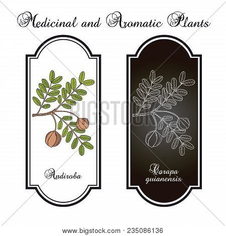 Andiroba Carapa Guianensis , Medicinal Plant. Hand Drawn Botanical Vector Illustration
