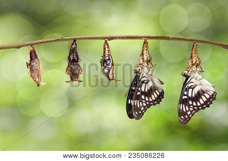 Transformation From Chrysalis Of Black-veined Sergeant Butterfly ( Athyma Ranga ) Hanging On Twig