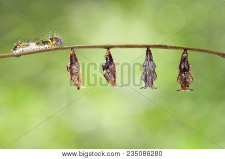 Transformation From Chrysalis Of Black-veined Sergeant Butterfly ( Athyma Ranga ) Hanging On Twig