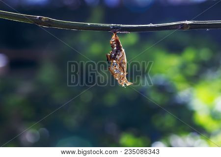 Chrysalis Of Black-veined Sergeant Butterfly ( Athyma Ranga ) Hanging On Twig