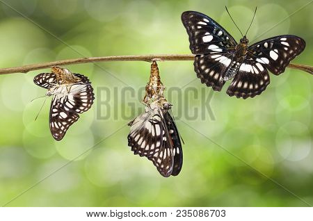 Transformation Of Black-veined Sergeant Butterfly ( Athyma Ranga ) On Twig