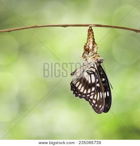 Black-veined Sergeant Butterfly ( Athyma Ranga ) Emerging And Hanging On Chrysalis