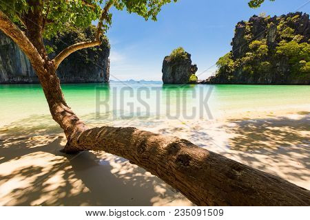 Bent Tree Growing On Shore At Beach In Aonang Krabi Thailand