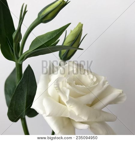 Delicate Bouquet Of Chinese Roses On A White Background.