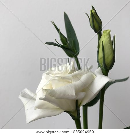 Delicate Bouquet Of Chinese Roses On A White Background.