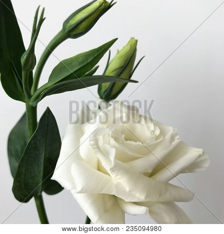 Delicate Bouquet Of Chinese Roses On A White Background.