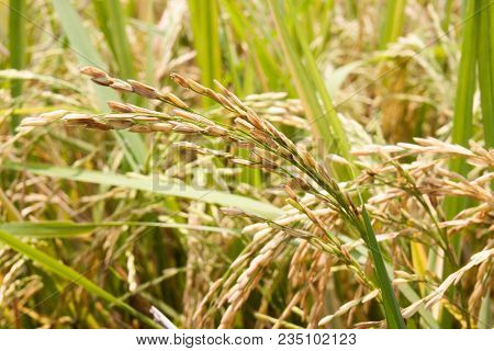 Gold Rice Spike In Rice Field And Green Leaf