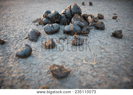 View On Feces On The Road . Close Up