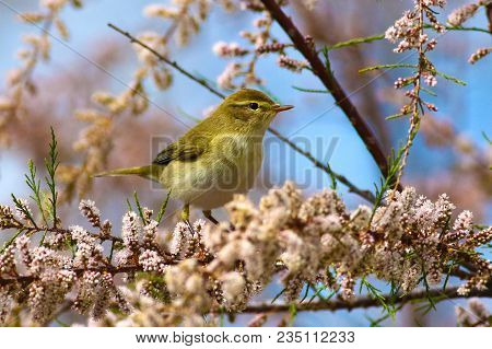 Chiffchaff, Phylloscopus Collybita And Flower Of Tamarix In Early Spring