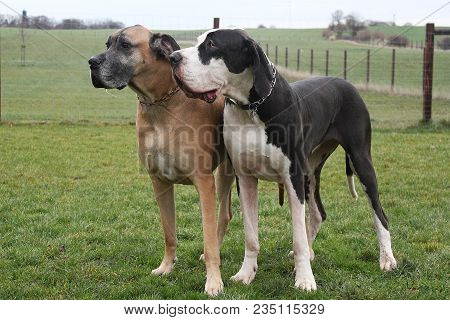 Two Great Dane Dogs Are Standing In The Garden Together