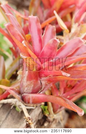 Bromeliad Flower In The Garden With Nature