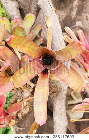 Bromeliad Flower In The Garden With Nature