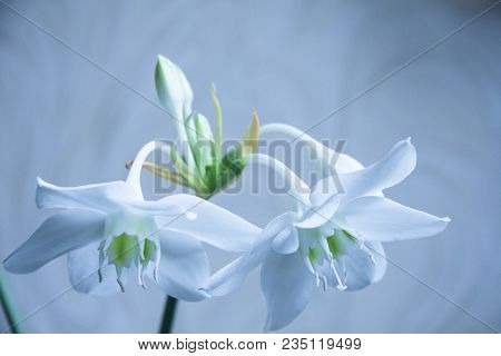 Romantic Natural White Flowers On Blurry Background. Delicate Amaryllis Flowers With Buds And Stamen
