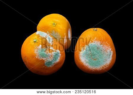 A Photo Of Rotten Moldy Orange, Tangerine Isolated On Black Background. A Photo Of The Growing Mold.