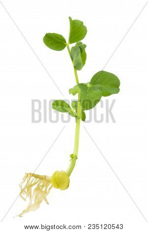 Organic Pea Seed Germination. A Green Pea Sprout Ready For Seedling. Spring Background. Isolated On 