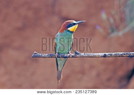 Closeup Beautiful Colorful Birds Bee-eaters Sitting On A Tree Branch, On The Isolated Background