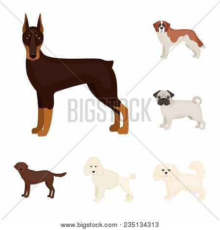 Dog Breeds Cartoon Icons In Set Collection For Design.dog Pet Vector Symbol Stock  Illustration.