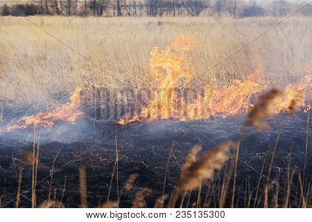 Forest Fire Near The Village Spring. Burning Dry Grass . I Was At The Epicenter .