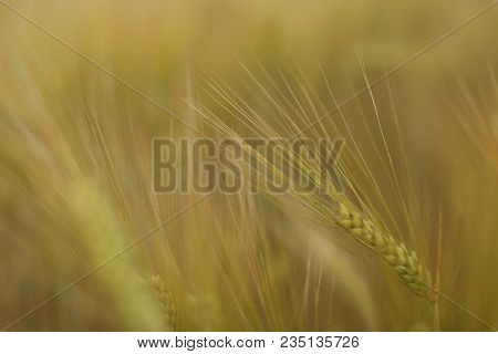 Wheat In The Field. Almost Harvest Time.