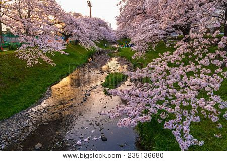 People Picnic And Enjoy Sakura Cherry Blossom  At Tachikawa