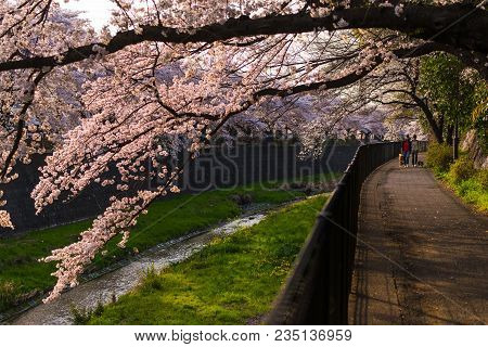 People Walking With Dog And Enjoy Sakura Cherry Blossom  At Tachikawa