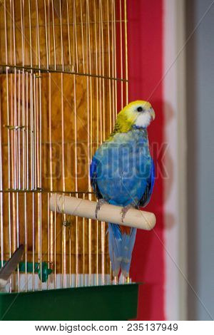 Parrot, Blue Rosella