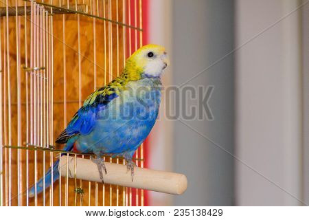 Parrot, Blue Rosella
