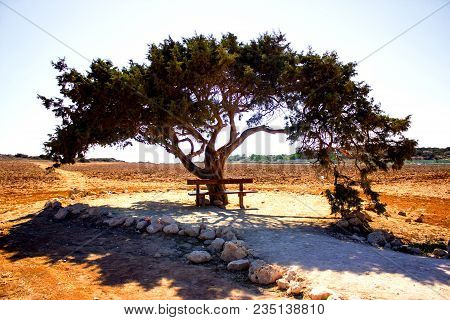 Tree Of Love In Cyprus In A Wheat Field Is A Bench For Relaxation And Relaxation, Pejazhaz On A Whit