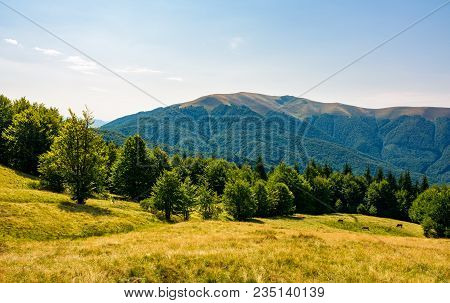 Beech Forest On Grassy Meadows In Mountains. Beautiful Landscape At The Foot Of Carpathian Mountain 