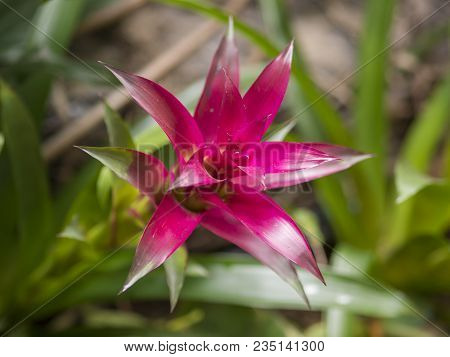 Close Up Red Bromeliad ( Bromeliaceae) Plant Tropical Flower, Selective Focus